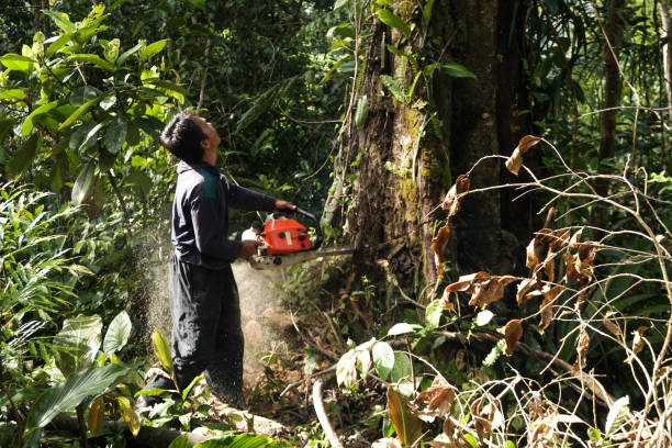 Best Storm Damage Tree Cleanup  in Los Altos, CA