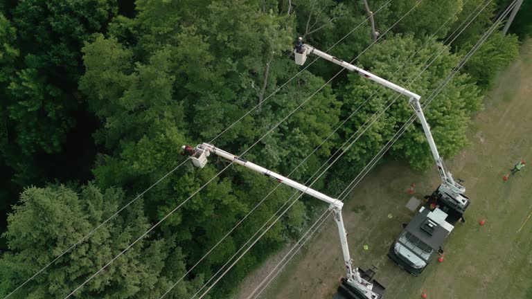 How Our Tree Care Process Works  in  Los Altos, CA